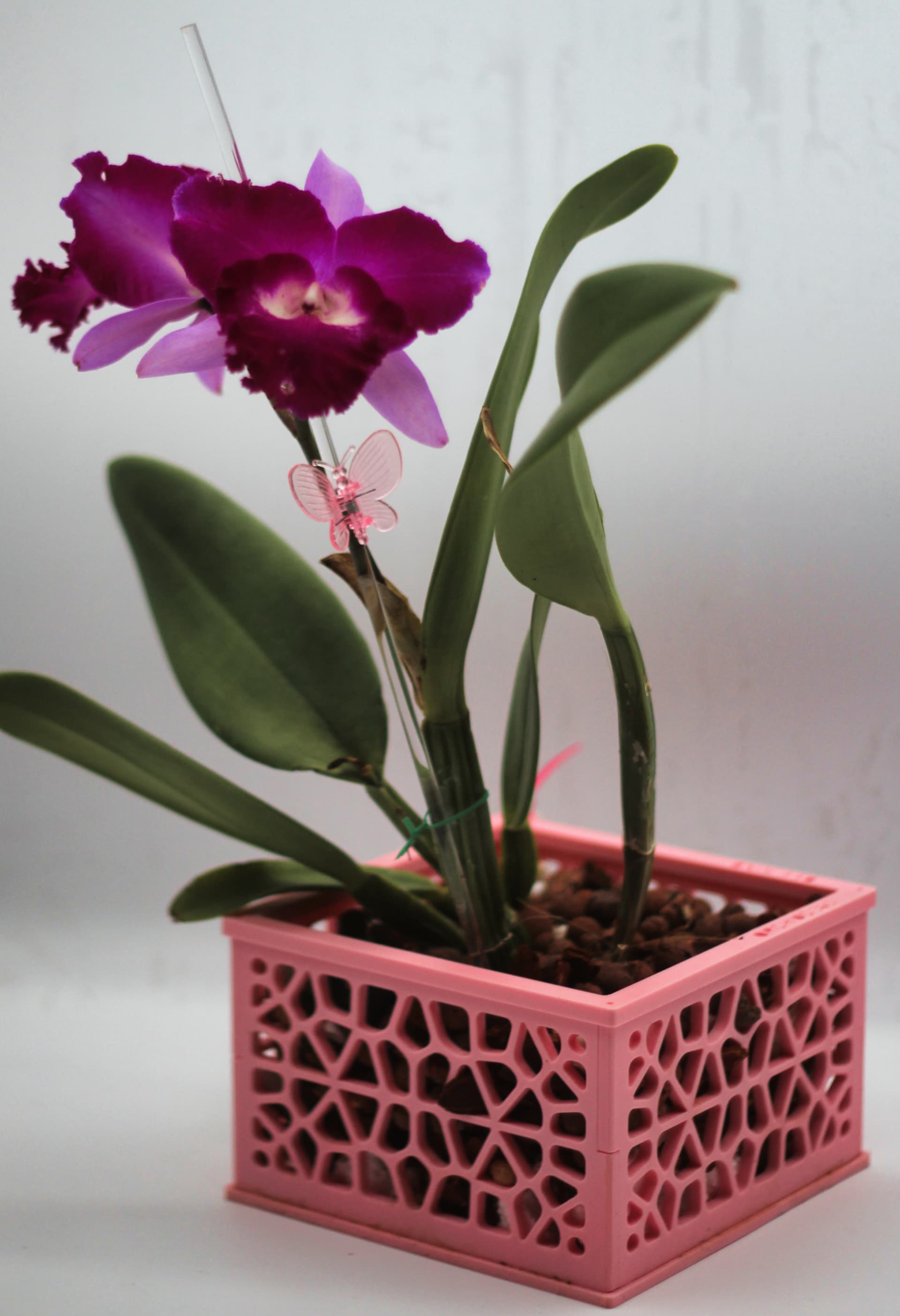 Orchid pot with white orchid and green leaves, on white background.