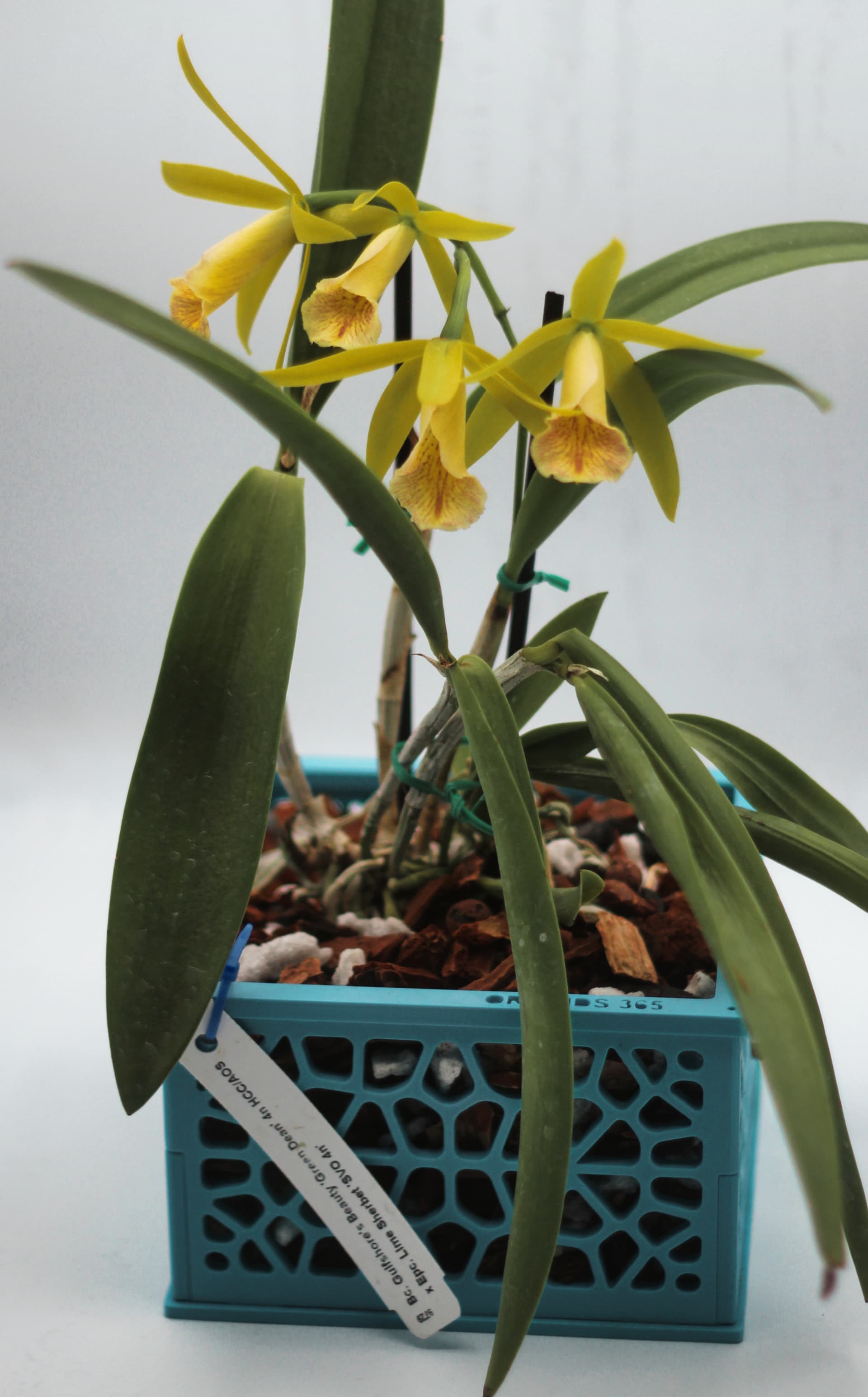 Orchid pot with white orchid and green leaves, on white background.