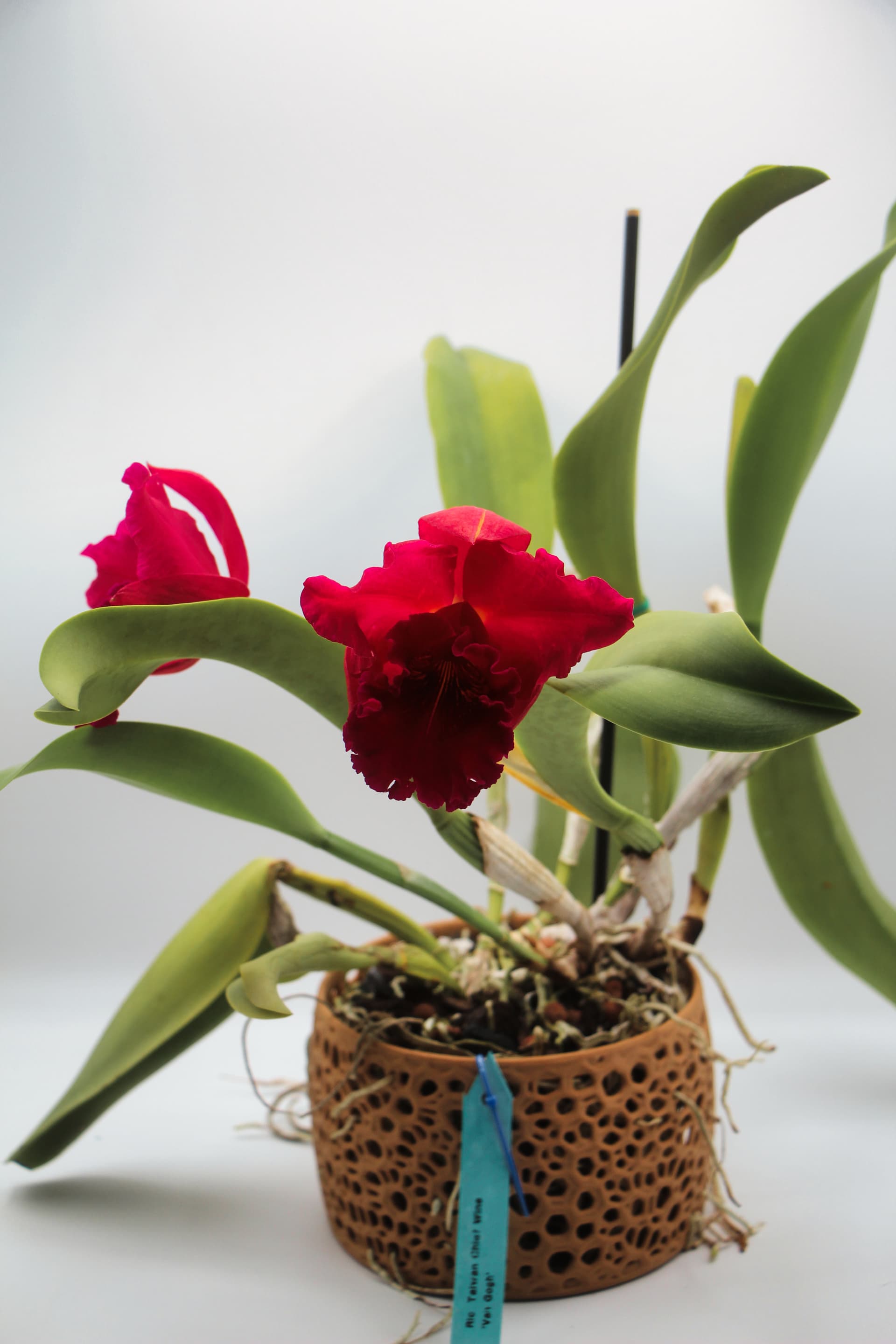 Orchid pot with white orchid and green leaves, on white background.